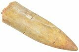 Fossil Sauropod Dinosaur (Titanosaur) Tooth - Morocco #298616-1